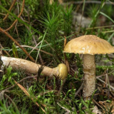 Miska na máslo falešná fotografie a popis houby