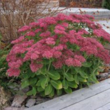 Kvetoucí půdopokryvné trvalky do zahrady - jak vybrat, popisy