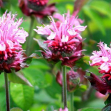 Monarda: léčivé vlastnosti, pravidla pro správnou výsadbu, pěstován...