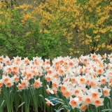 Květ narcisu - popis a vlastnosti pěstování rostlin v zahradě