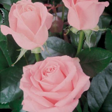 Neobvykle nabídková růže touha - královna v růžovém závoji