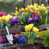 Nenáročné květiny - popis nenáročných odrůd, tipy na výběr, výsadbu, pěstování a péči (foto + video)