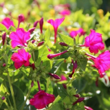 Noční květ mirabilis (95+ fotek): vše, co potřebujete vědět o odrůdách, přistání a péči