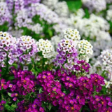 Výroční květiny: top 120 fotek z nejlepších typů a odrůd ročníků, zařízení výsadby a rostoucí v zahradě