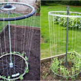 Okurky na kolech jízdních kol