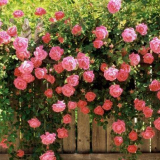 Podpora pro spoustu růží: ready-made řešení pro vaši chalupu