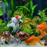 Osvětlení akvária