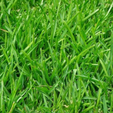 Kostřava luční na trávník - výsadba, pěstování a péče