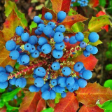 Padoliste magonia nebo oregon hrozny: ořezávání ořezávání, péče a boje proti onemocnění