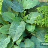 Fern ve vaší zahradě