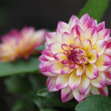 Pasynkovanie jiřinek: záruka šik a bujného kvetení