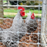 Udělej si sám přenosný kurník na letní sídlo - trojúhelníkový a na kolečkách