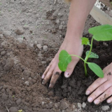 Sbírání sazenic okurek v roce 2022: kdy se ponořit, pojmy podle reg...