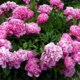 Pivoňky - výsadba a péče na otevřeném poli v zemi