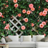 Popínavá růže nekvete: základní chyby a pomoc v nouzi