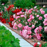 Polyanthus rose: jemnosti a triky úspěšného pěstování