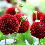 Pomponny dahlias s froté sférické květenství: stupeň + kultivace