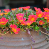 Portulak (75+ fotografií): dekorativní a hojení hezký