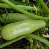 Výsadba cukety v roce 2022 pro sazenice a na otevřeném terénu: term...