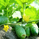 Výsadba okurek pro sazenice v roce 2022: kdy zasadit a zasít okurky, načasování