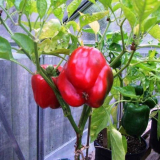 Pěstování pepře: jak se to dělá? 110 popisů fotografií a videí od odborníků a zkušených zahradníků