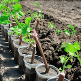 Jarní hroznový přistání v 2022: sazenice přistávací metody, příznivé dny na lunárním kalendáři