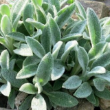 Použití stakhis v krajinářském designu