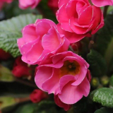 Zavést dlouhodobý, přistání a péči (60 fotografií): jak pěstovat kv...