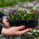 Sazenice květin: volba času a způsobu výsadby. Pravidla pro tvorbu,...