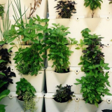 Rostliny děsí komáry a středy v chatě