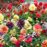 Reprodukce jiřin: nejúčinnější způsoby + pokyny krok za krokem