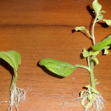 Množení petúnií řízkováním doma na jaře