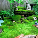 Odrůdy dekorativních mechů a používání pravidel