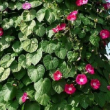 Odrůdy lian pro zahradu