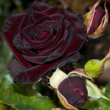 Luxusní růžově černá královna se vzácnou barvou a karmínovým přelivem