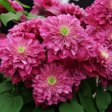 Luxusní plamének kaiser s velkými a bujnými květy