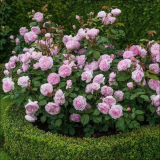 Keřové růže v zahradní krajině