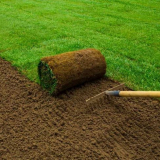 Válcované trávníku - 120 fotografií hlavních druhů a krok za krokem...