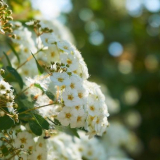 Zahradní rostlina spirea: bílá, růžová, další oblíbené odrůdy