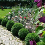 Zimostráz - výsadba a péče | vlastnosti pěstování a reprodukce okrasných keřů (135 fotografií + video)