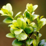 Zimostráz: 120 nejlepších fotografií odrůd a odrůd. Tipy pro přistá...