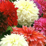 Nejzákeřnější choroby a škůdci jiřinek - jak rozpoznat a porazit