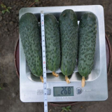 Nejlepším stupněm okurků po dobu 2022 roku: lahodné a výnosy pro otevřenou půdu, skleníky