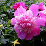 Sazenice květin - tipy pro výběr, přehled nejlepších možností pro s...