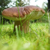 Sbírání bílých hub v roce 2021