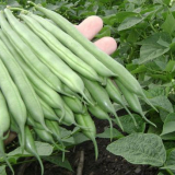 Sklizeň fazole v roce 2021