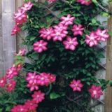 Tajemství a jemnosti pěstování plamének na uralu