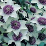 Tajemství luxusního kvetení plaménku