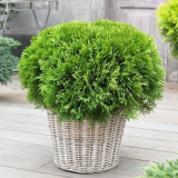 Sférické tui: různé odrůdy, přistání a zvláštnosti