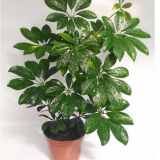 Sheflera - známky, užitečné vlastnosti a poškození. Způsoby použití rostliny, vlastnosti pěstování a péče na místě